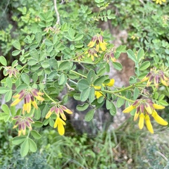 Hippocrepis emerus emeroides
