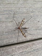 Ptilogyna mathesonae