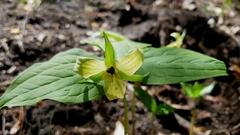 Trillium erectum erectum