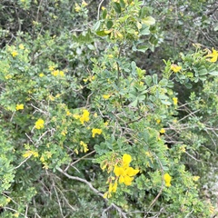 Hippocrepis emerus emeroides