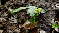 Trillium erectum erectum