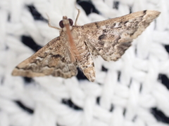 Nacoleia rhoeoalis