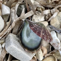 Pinctada imbricata
