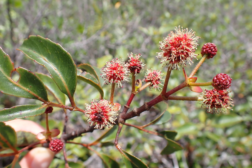 Pancheria confusa
