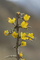 Zygophyllum atriplicoides