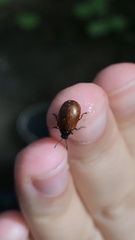 Plagiodera erythroptera