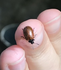 Plagiodera erythroptera