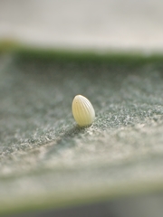 Danaus chrysippus