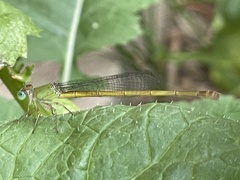 Ceriagrion coromandelianum