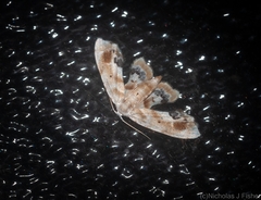 Holocryptis phasianura