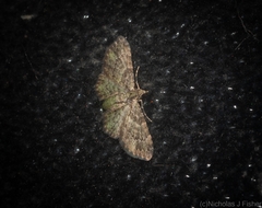 Chloroclystis mniochroa