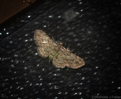 Chloroclystis mniochroa