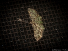 Chloroclystis mniochroa