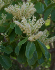 Terminalia melanocarpa