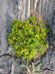 Polycarpon polycarpoides