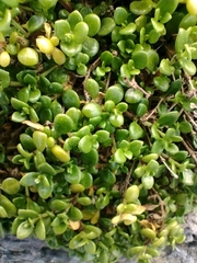 Polycarpon polycarpoides