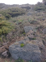 Polycarpon polycarpoides