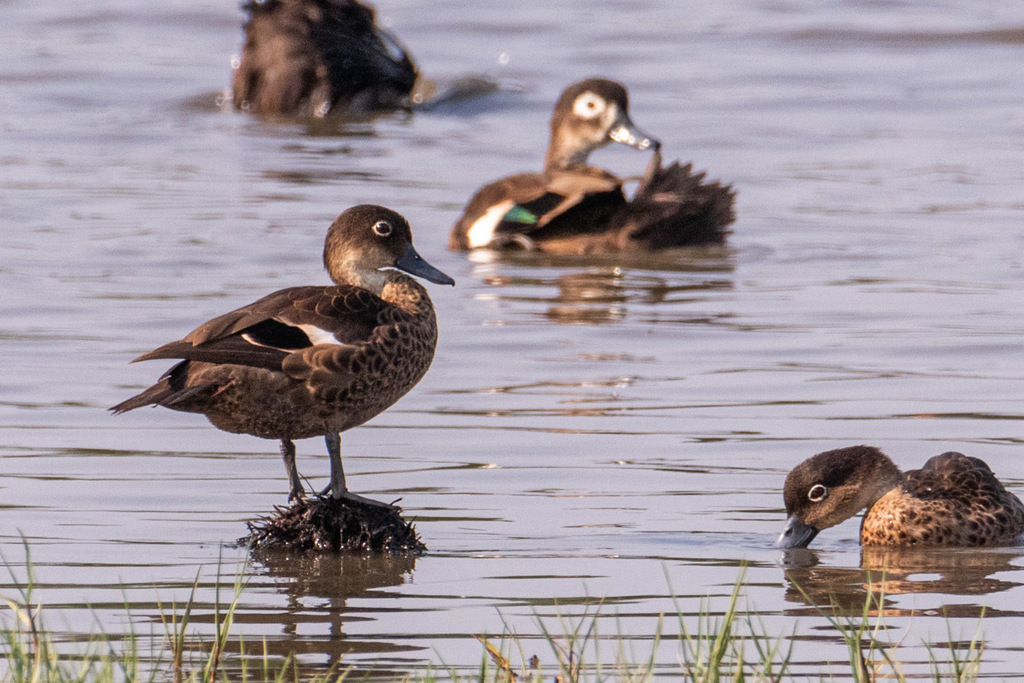 Andaman Teal photo
