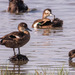 Andaman Teal - Photo (c) Uday Agashe, some rights reserved (CC BY-NC), uploaded by Uday Agashe