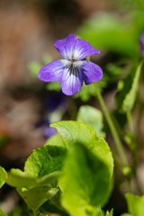 Viola fedtschenkoana