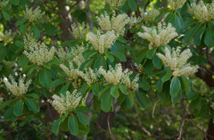 Terminalia melanocarpa