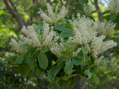Terminalia melanocarpa