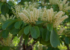 Terminalia melanocarpa