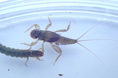 Tricorythidae