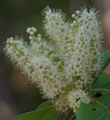 Terminalia melanocarpa