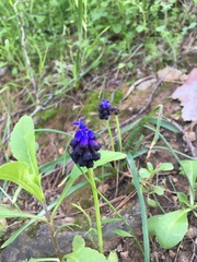 Muscari commutatum