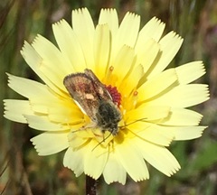 Heliolonche joaquinensis