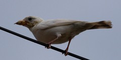 Thraupis sayaca