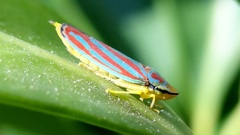 Graphocephala idonea
