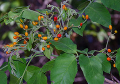 Micromelum minutum