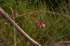 Epacris reclinata