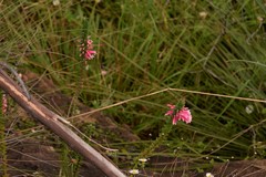 Epacris reclinata