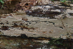 Steccherinum collabens