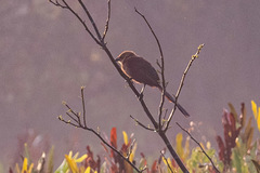 Centropus andamanensis