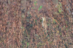 Acrocephalus stentoreus