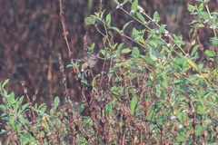 Acrocephalus orientalis