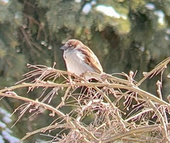 Passer domesticus