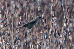 Phylloscopus fuscatus