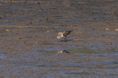 Calidris ruficollis