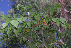 Micromelum minutum