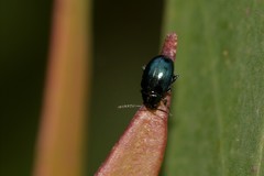 Arsipoda chrysis