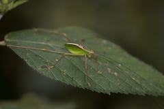 Engonia