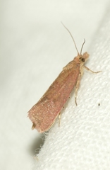 Celypha rosaceana