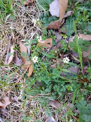 Cardamine parviflora