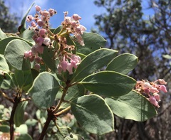 Arctostaphylos viscida mariposa