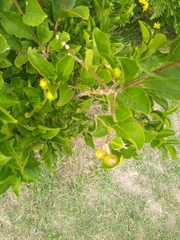 Brunfelsia australis